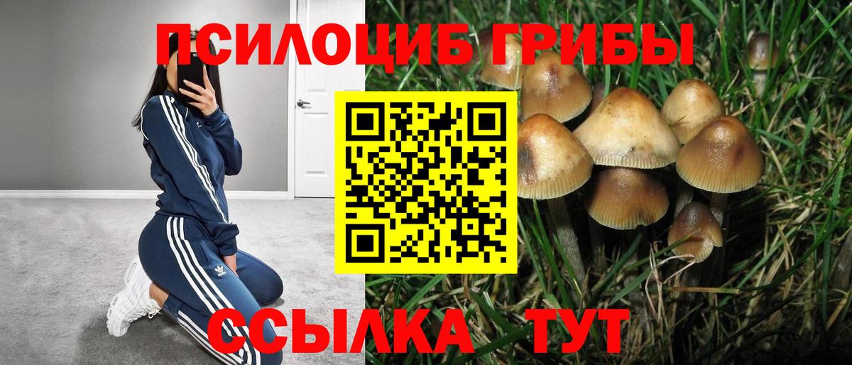 Ейск  Галлюциногенные грибы Psilocybine cubensis  Вход с VPN 